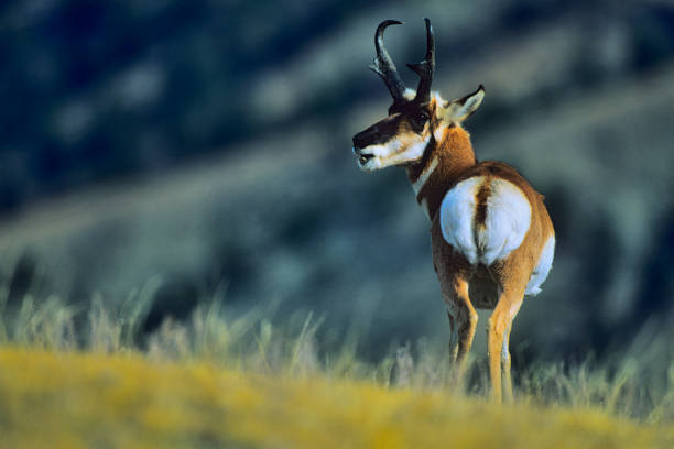 Pronghorn Antelope Running