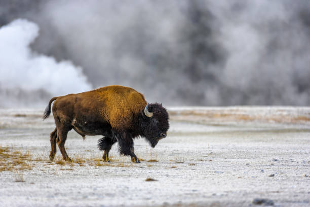 Yellowstone National Park in Wyoming Bison by the Midway Geyser Basin in Yellowstone National Park midway geyser basin photos stock pictures, royalty-free photos & images