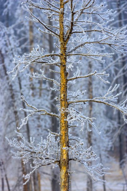 Frost covered meadow located by the Lower Geyser Basin in Yellowstone  National Park