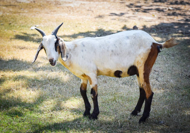 istock Young goat standing on ground in the goat farm 1149637817