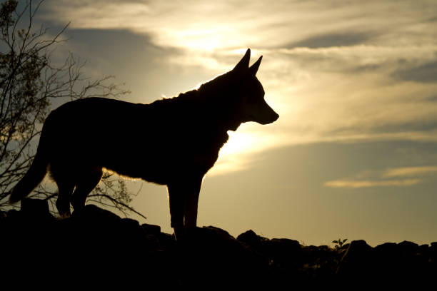 istock Silhouette of Pointy Ear Dog at Sunset 1149638885