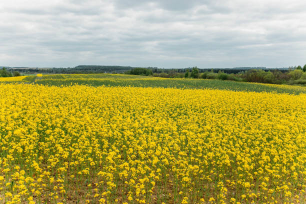 istock blooming field of yellow rape. summer background 1149641996