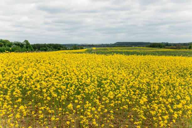 istock blooming field of yellow rape. summer background 1149642003