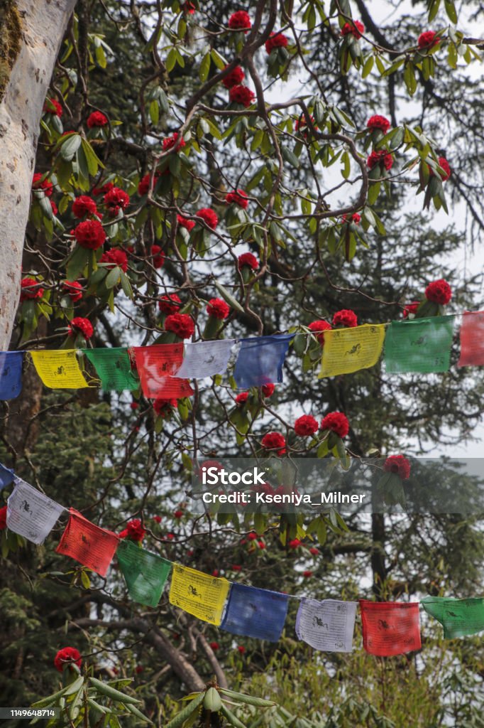 Prayer flags and Rhododendron trees in Himalayas on the Poon Hill trek April Stock Photo