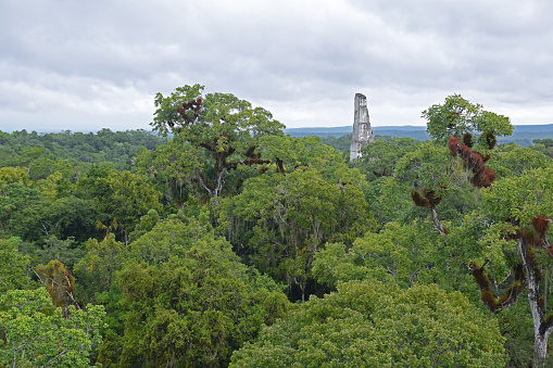 Shot from the top on the tropical jungle and pyramid ruins in Tikal, Guatemala.