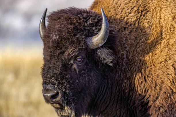 istock Yellowstone National Park in Wyoming 1149661098