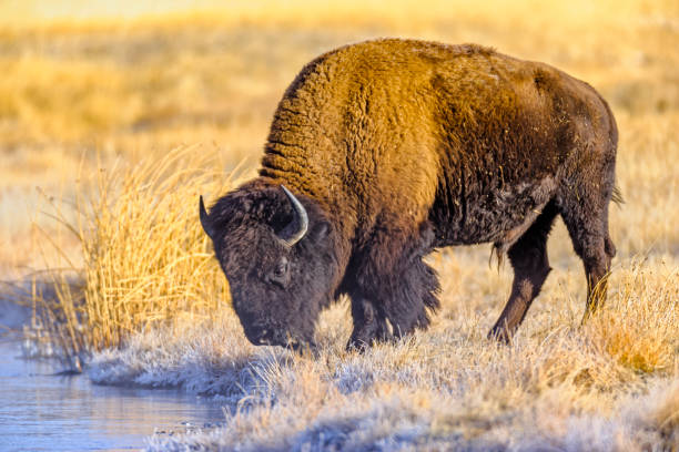 istock Yellowstone National Park in Wyoming 1149661439