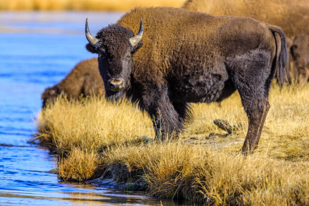 istock Yellowstone National Park in Wyoming 1149661514
