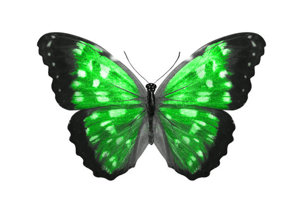 istock tropical green butterfly. isolated on white 1149661655