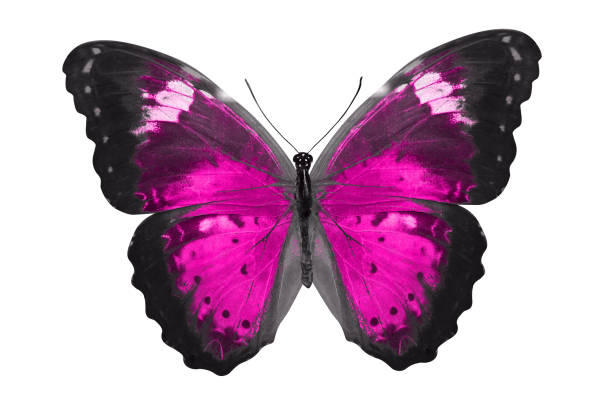 istock tropical pink butterfly. isolated on white 1149661657