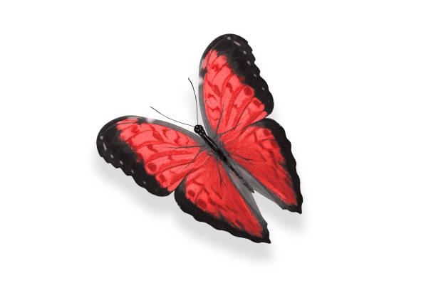 istock tropical red butterfly. isolated on white 1149661664