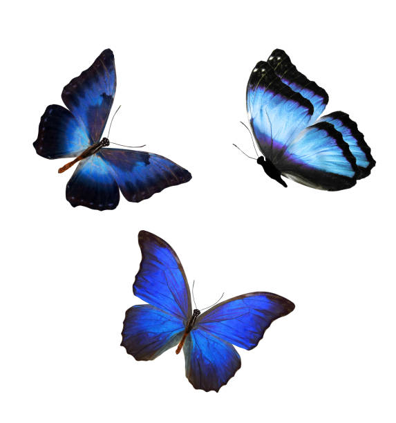 istock flock of blue butterflies isolated on white 1149661823