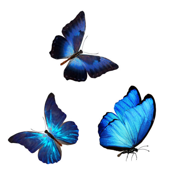istock flock of blue butterflies isolated on white 1149661919