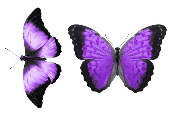 istock tropical indigo butterfly. isolated on white background 1149661926