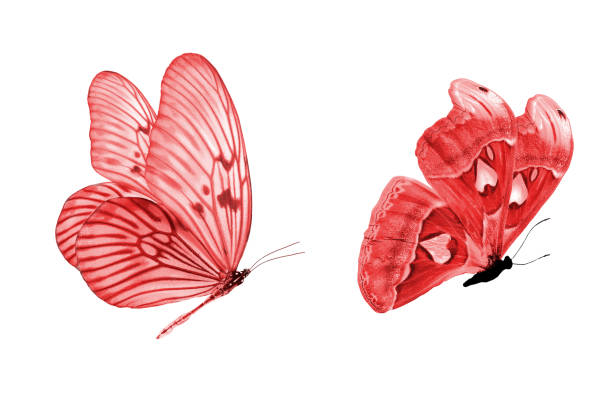 two red butterflies isolated on white background