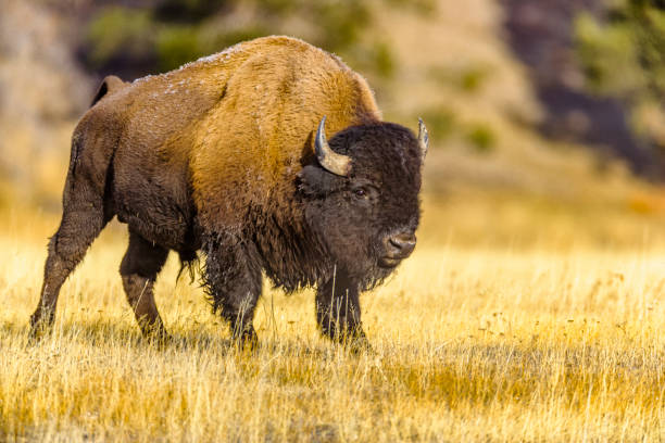 istock Yellowstone National Park in Wyoming 1149661936