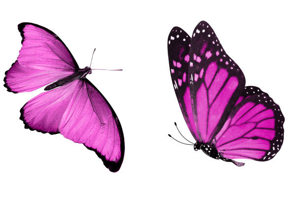 istock beautiful two pink butterflies isolated on white background 1149662263