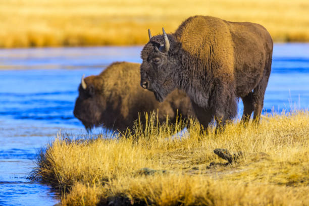 Yellowstone National Park in Wyoming