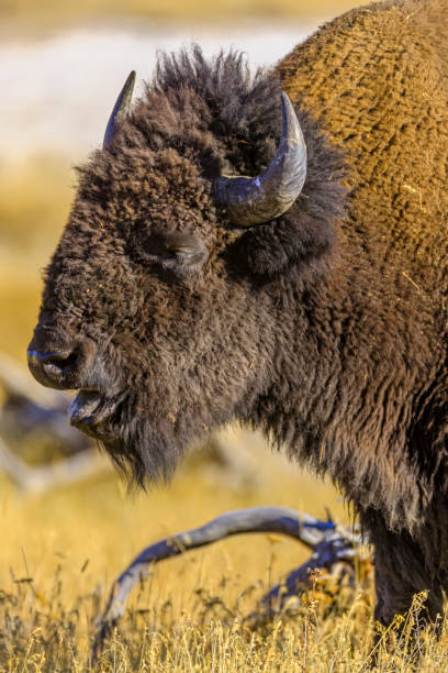 istock Yellowstone National Park in Wyoming 1149662917