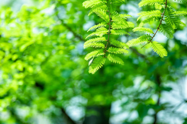 istock green leaves of a tree 1149670992