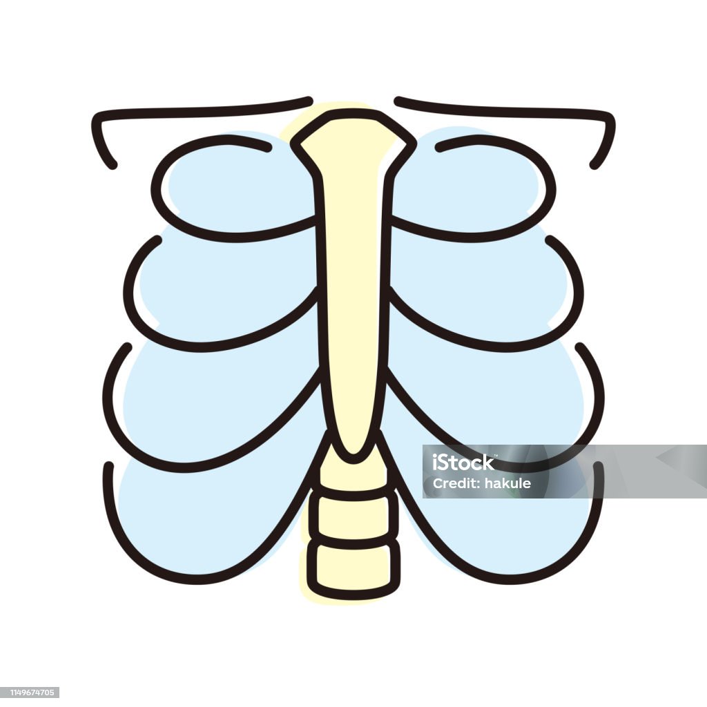human organ rib cage flat icon, vector illustration Anatomy stock vector