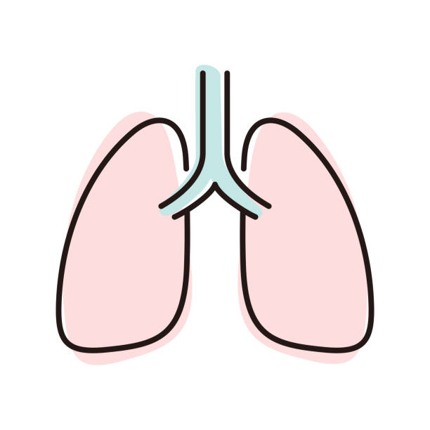 illustrazioni stock, clip art, cartoni animati e icone di tendenza di icona piatta dei polmoni dell'organo umano, illustrazione vettoriale - polmone