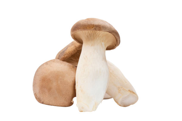 king oyster mushroom - mushroom stem cap plate imagens e fotografias de stock