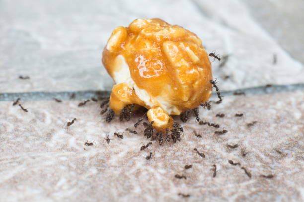 ants eating sugar from popcorn caramel - close up touching animal antenna imagens e fotografias de stock