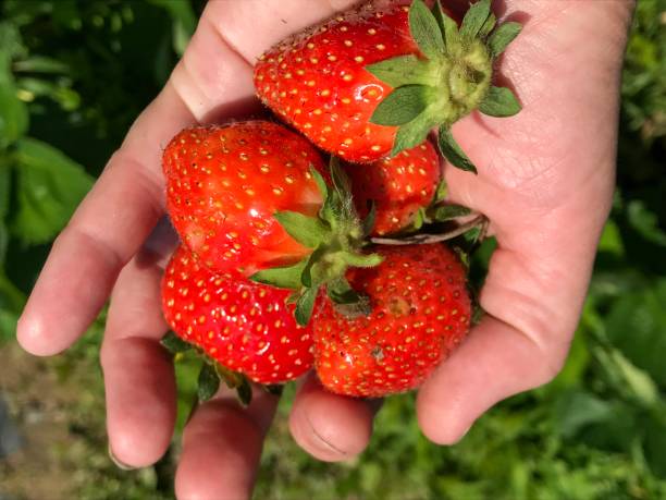 istock Hand holding ripe Allstar variety strawberries 1149681260