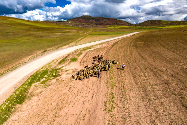 vista aérea de rebaño de ovejas que viaja en un prado alpino verde en la cordillera de los andes. - perro peruano fotografías e imágenes de stock