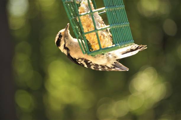A female DOWNY WOODPECKER (Picoides pubescens) perching on the suet feeder enjoy eating and relaxing on the blurred garden background, Spring in Georgia USA.