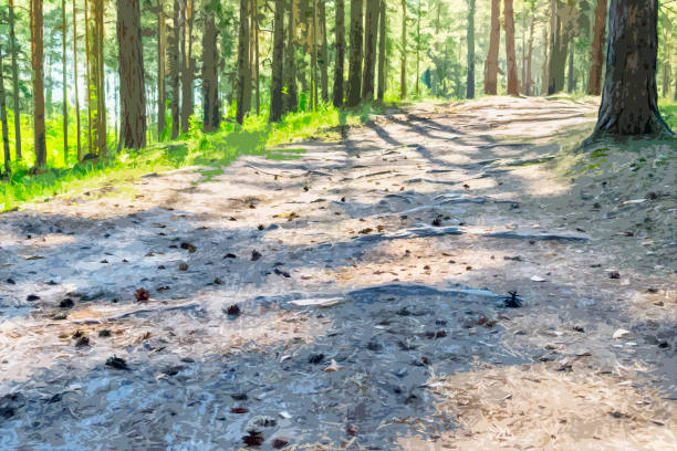 Sunny Pathway in the Forest on a Summer Day with Pine Trees Shadows. Cutout Illustration.