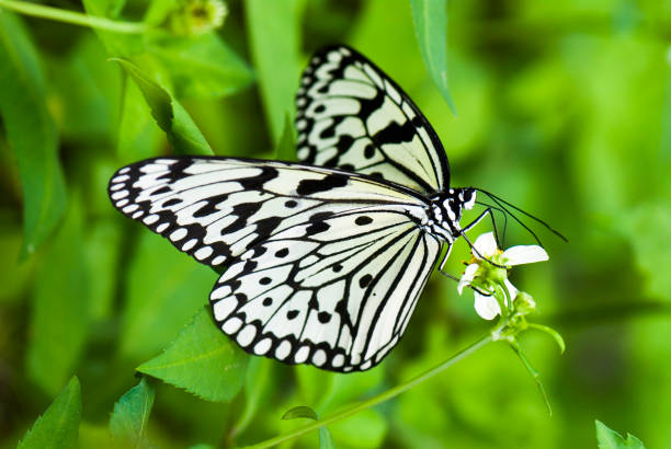 istock The beautiful butterfly 1149694225