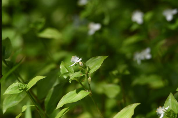 istock Tradescantia fluminensis flowers 1149695625