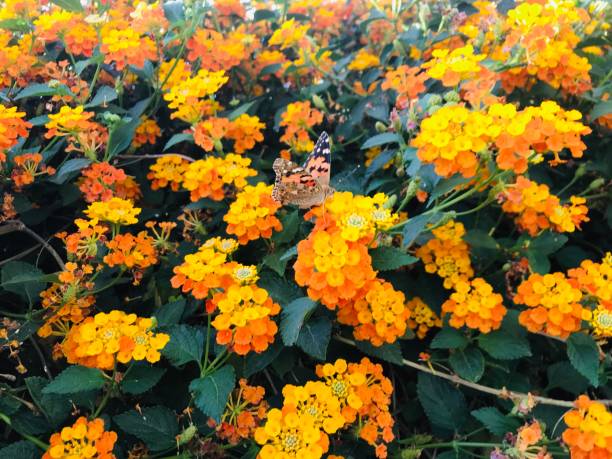 Butterfly on orange flowers Vast variety of flower designs and more in my portfolio 7944 stock pictures, royalty-free photos & images