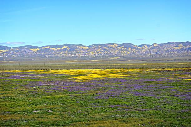 View of Temblor Range In Carrizo Plain, looking toward the Temblor Range - An insane view that goes on for miles carrizo plain stock pictures, royalty-free photos & images