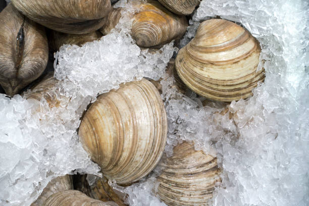 istock Fresh clams on ice at the market 1149702523