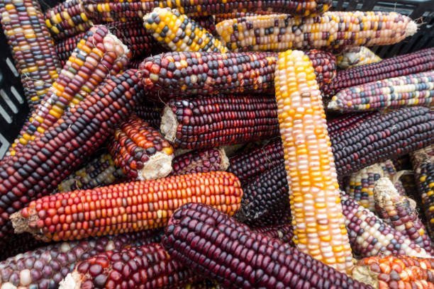 istock colorful dried corn on the cob 1149702570