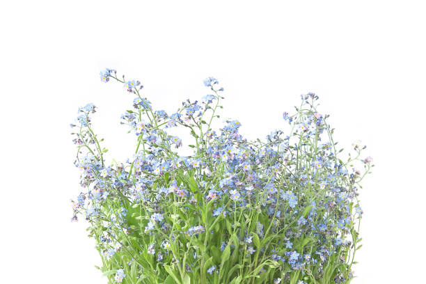 istock Wild blue flowers in cup. 1149703747
