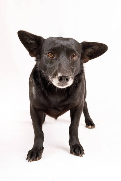 istock Big ears dog studio portrait 1149705800