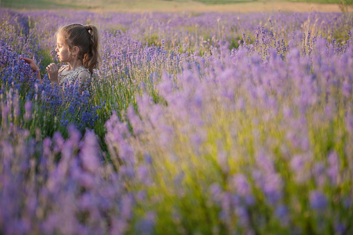 yandsome little girl in the middle of lavender field