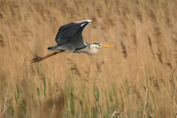 istock Grey heron (Ardea cinerea) Polesie. Ukraine 1149706694