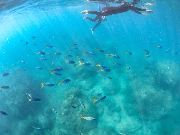 istock Divers underwater with many fishes 1149707991