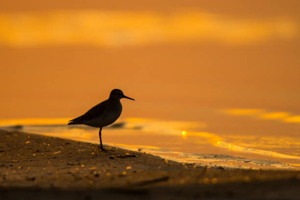 bécasseau de bois (tringa glareola). silhouette d’un oiseau sur le fond du lac au lever du soleil. polesie. ukraine - animal beak bird wading photos et images de collection