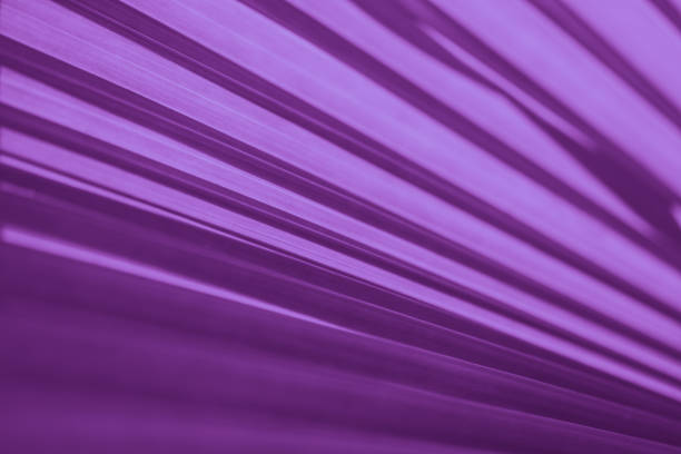 istock Abstract violet floral blurred background. Tropical palm leave backdrop 1149710972