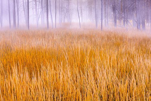 Frost covered meadow located by the Lower Geyser Basin in Yellowstone  National Park