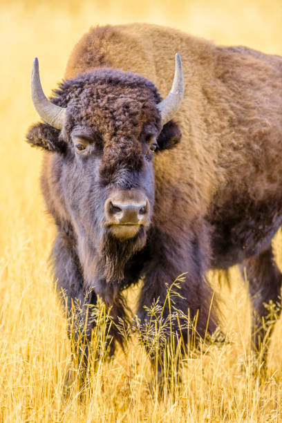 istock Yellowstone National Park in Wyoming 1149712119