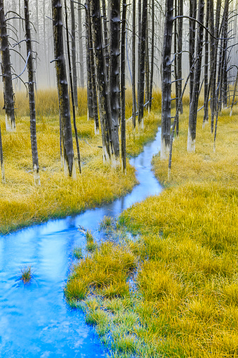 Frost covered meadow located by the Lower Geyser Basin in Yellowstone  National Park