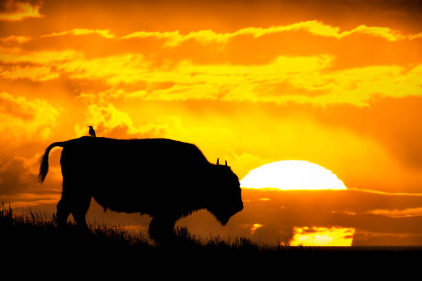 Bison in the Hayden Valley of Yellowstone National Park