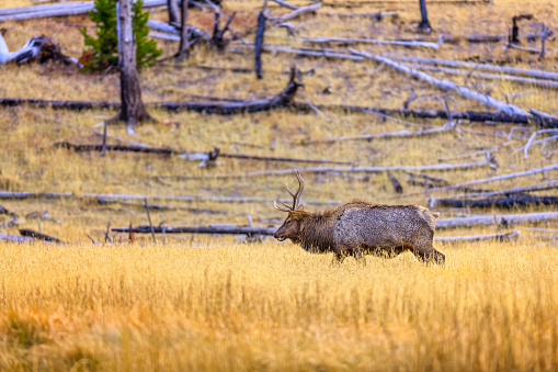 Elk in Yellowstone National Park